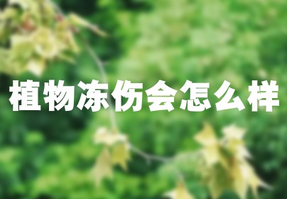 植物冻伤会怎么样