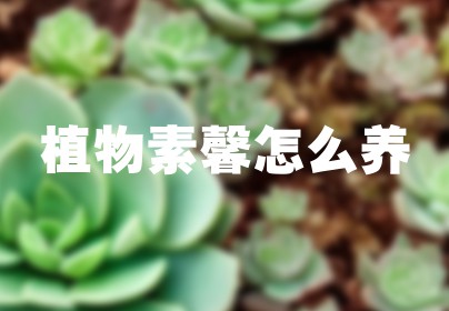 植物素馨怎么养