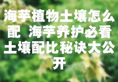 海芋植物土壤怎么配 海芋养护必看土壤配比秘诀大公开