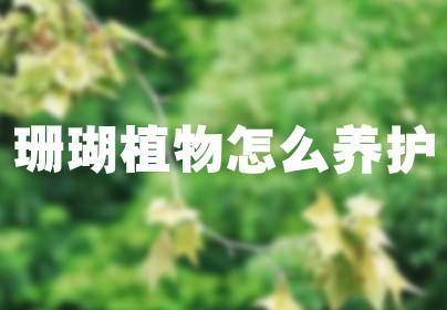 珊瑚植物怎么养护
