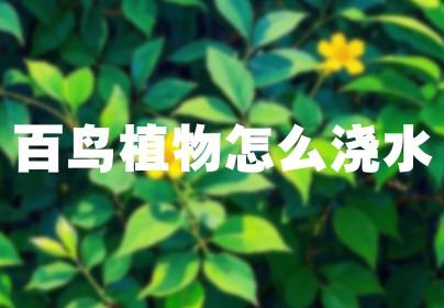 百鸟植物怎么浇水